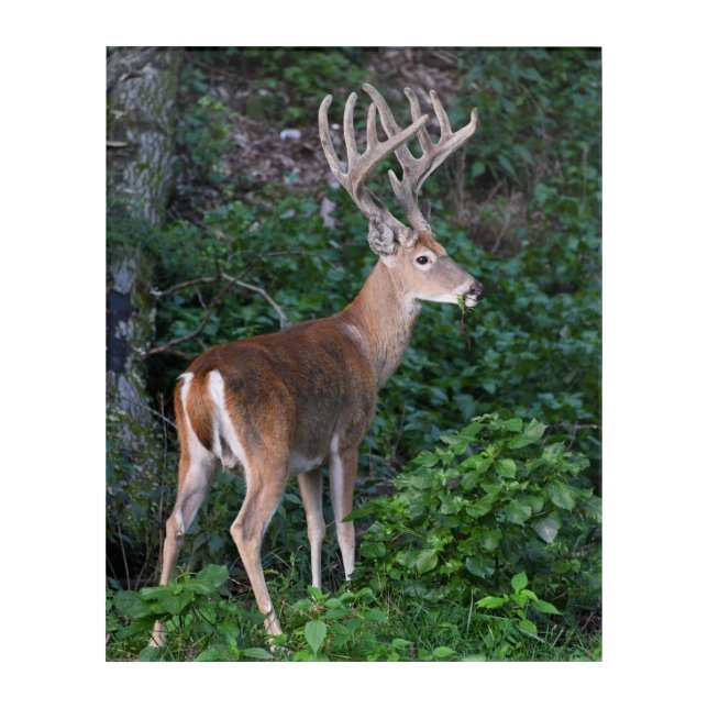 Trophy Whitetail Deer Buck In Velvet Acrylic Print (Front)