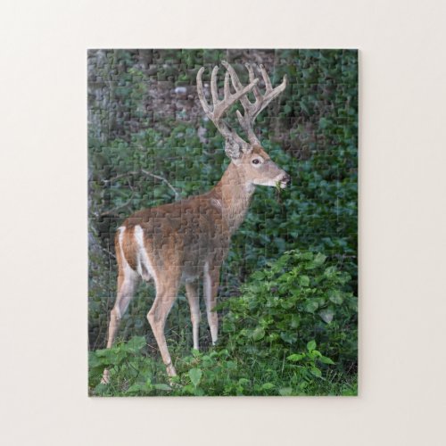 Trophy Whitetail Deer Buck In Velvet Jigsaw Puzzle