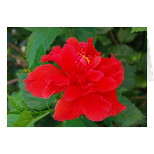 Tropi-Red Cards (Front Horizontal)