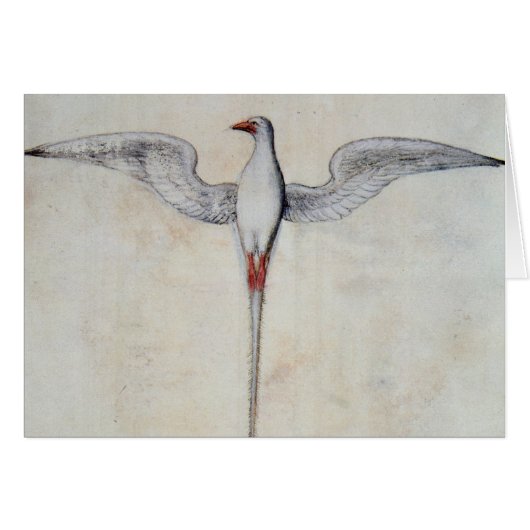 Tropic Bird Cards (Front Horizontal)