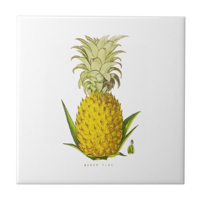 Tropical Accent Pineapple Vintage Illustration Ceramic Tile (Front)