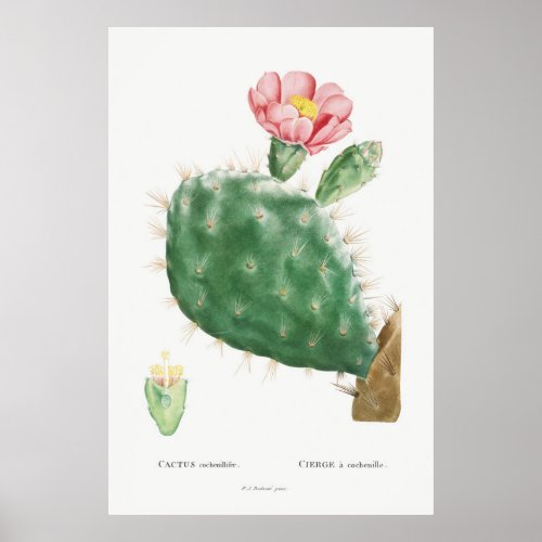 Tropical Accent Pink Cactus Vintage Floral Poster