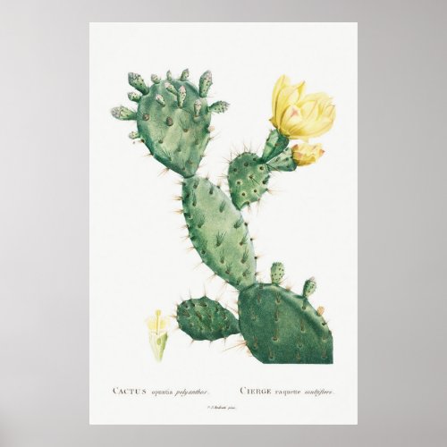 Tropical Accent Yellow Cactus Vintage Floral Poster
