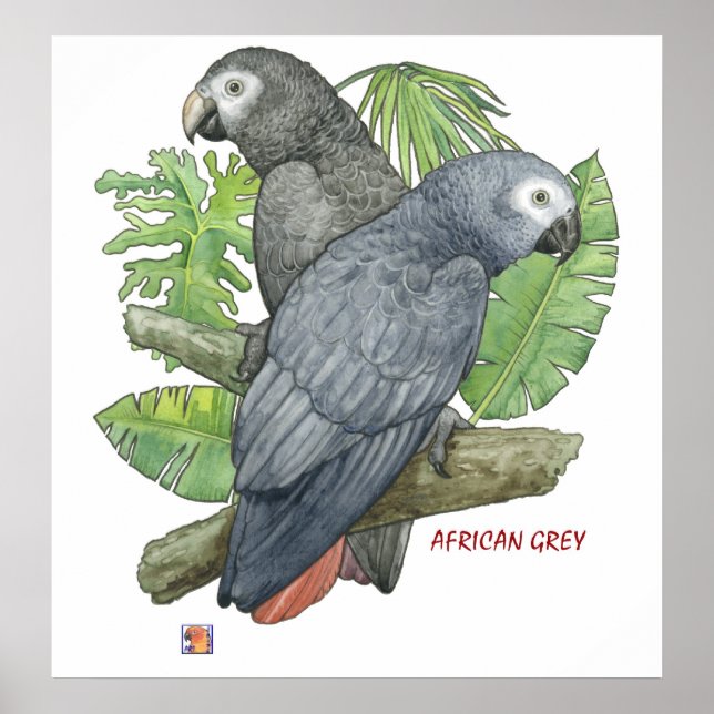 Tropical African Greys Print (Front)