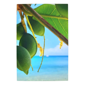 Tropical Almond Tree Photo – Caribbean Metal Wall Print