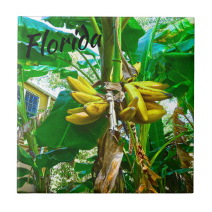 Tropical Banana Palm Tree St Augustine Florida Ceramic Tile