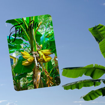 Tropical Banana Palm Tree St Augustine Florida Magnet by Sozo4all at Zazzle