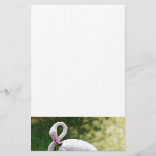 Tropical Beach Birds Destiny Flamingos Stationery