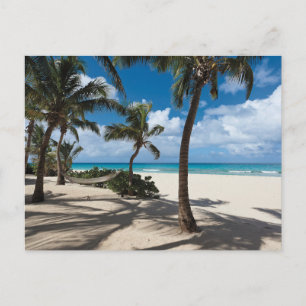 Tropical Beaches   Anguilla Beach, Palm Tree Postcard