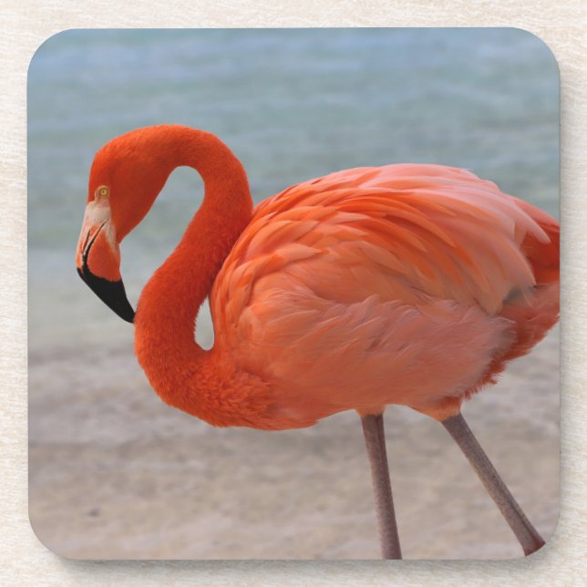 Tropical Beaches | Caribbean Flamingo, Aruba Beverage Coaster (Front)