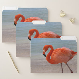 Tropical Beaches Caribbean Flamingo, Aruba File Folder