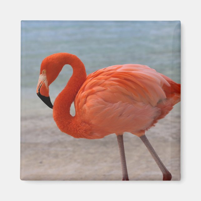 Tropical Beaches | Caribbean Flamingo, Aruba Magnet (Front)