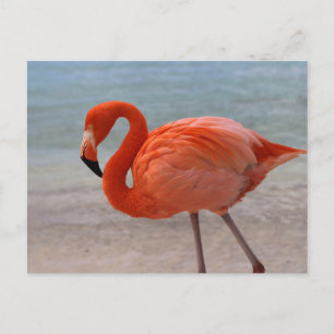 Tropical Beaches Caribbean Flamingo, Aruba Postcard