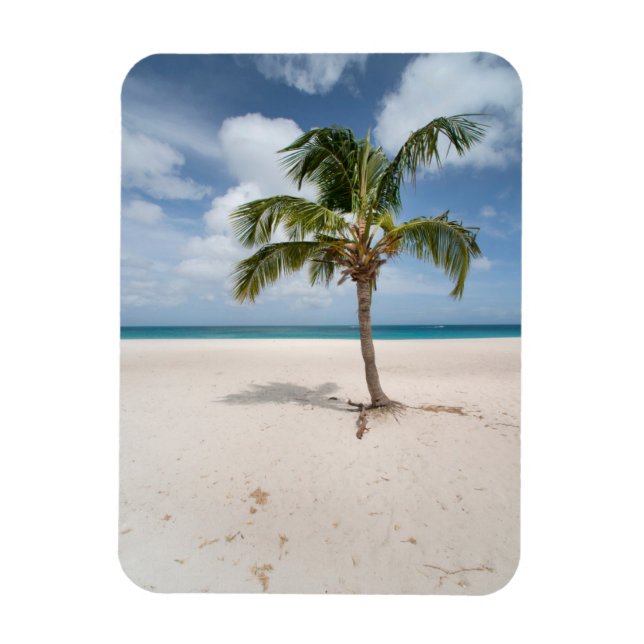 Tropical Beaches | Eagle Beach, Aruba Magnet (Vertical)