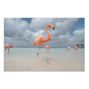 Tropical Beaches   Flamingos Beach, Aruba Faux Canvas Print