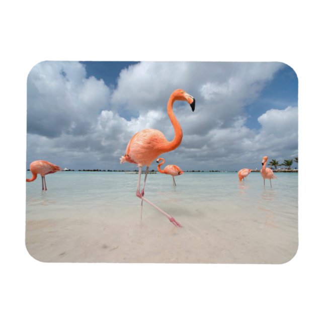 Tropical Beaches | Flamingos Beach, Aruba Magnet (Horizontal)