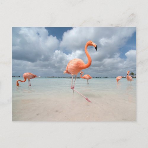 Tropical Beaches  Flamingos Beach Aruba Postcard