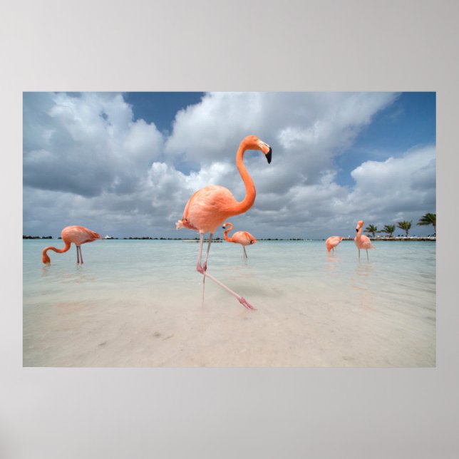 Tropical Beaches | Flamingos Beach, Aruba Poster (Front)