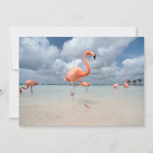 Tropical Beaches  Flamingos Beach Aruba Thank You Card