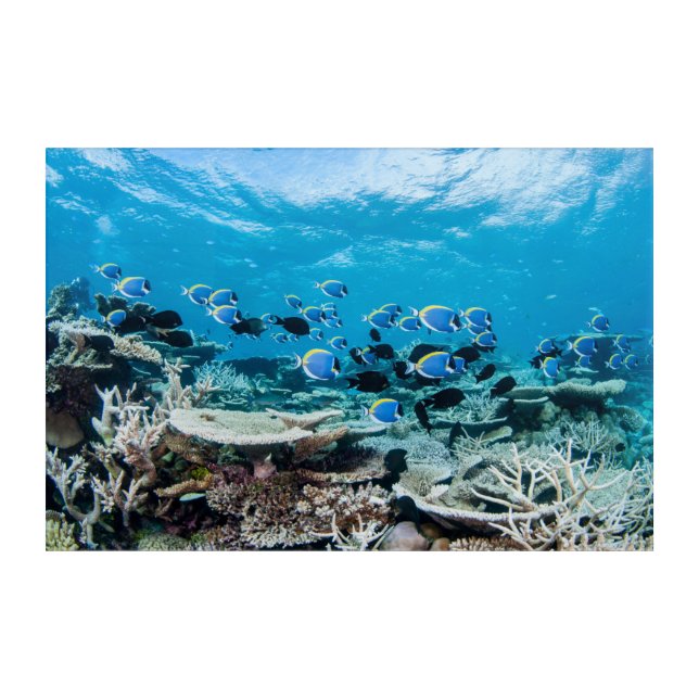 Tropical Beaches | Sturgeon Amongst Coral Acrylic Print (Front)