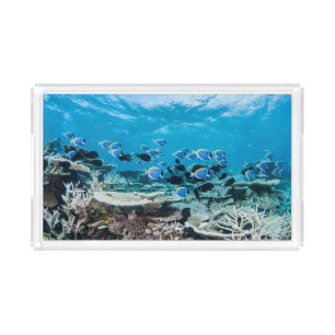 Tropical Beaches Sturgeon Amongst Coral Acrylic Tray
