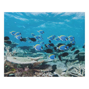 Tropical Beaches Sturgeon Amongst Coral Faux Canvas Print