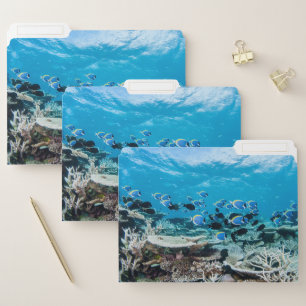 Tropical Beaches   Sturgeon Amongst Coral File Folder