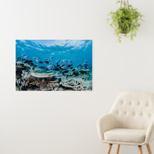 Tropical Beaches Sturgeon Amongst Coral Foam Board
