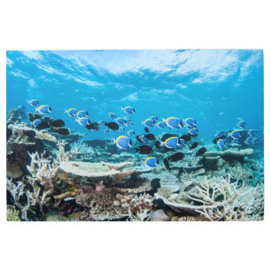 Tropical Beaches Sturgeon Amongst Coral Metal Print
