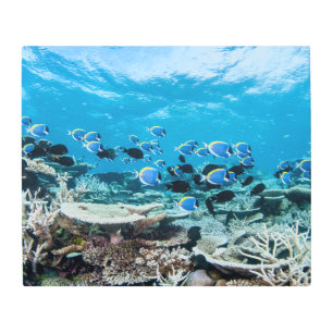 Tropical Beaches   Sturgeon Amongst Coral Metal Print