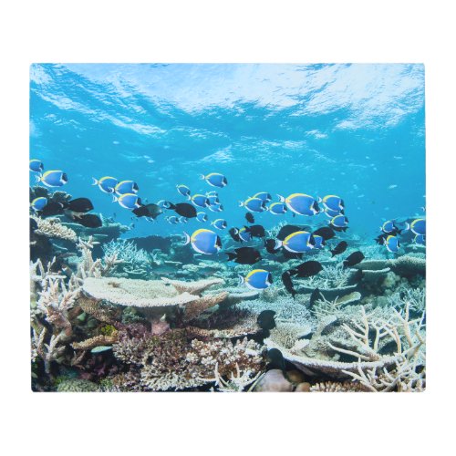 Tropical Beaches  Sturgeon Amongst Coral Metal Print