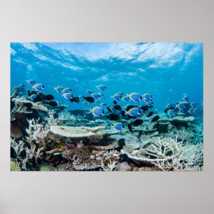 Tropical Beaches   Sturgeon Amongst Coral Poster