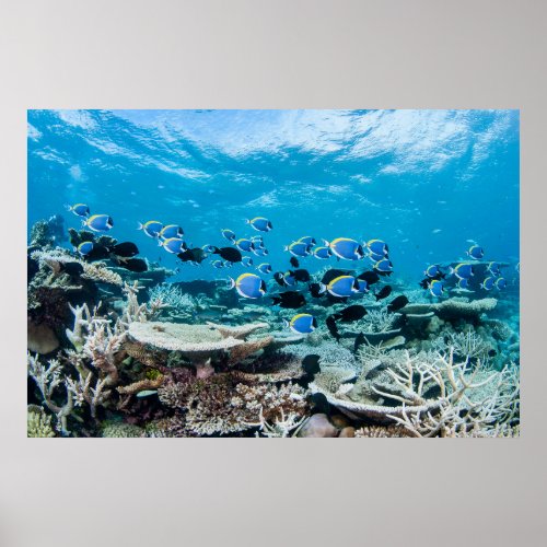 Tropical Beaches  Sturgeon Amongst Coral Poster