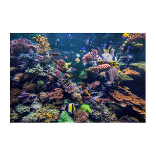 Tropical Beaches Underwater Coral Reef Acrylic Print
