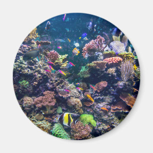 Tropical Beaches Underwater Coral Reef Magnet