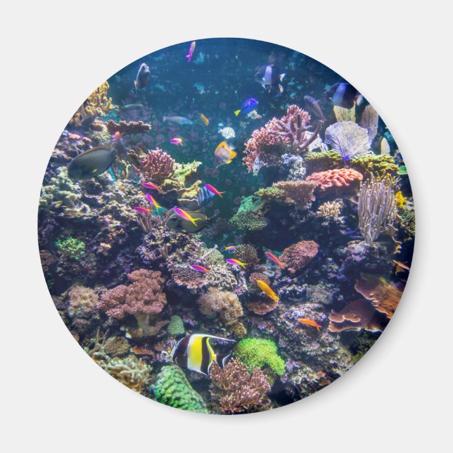 Tropical Beaches | Underwater Coral Reef Magnet (Front)