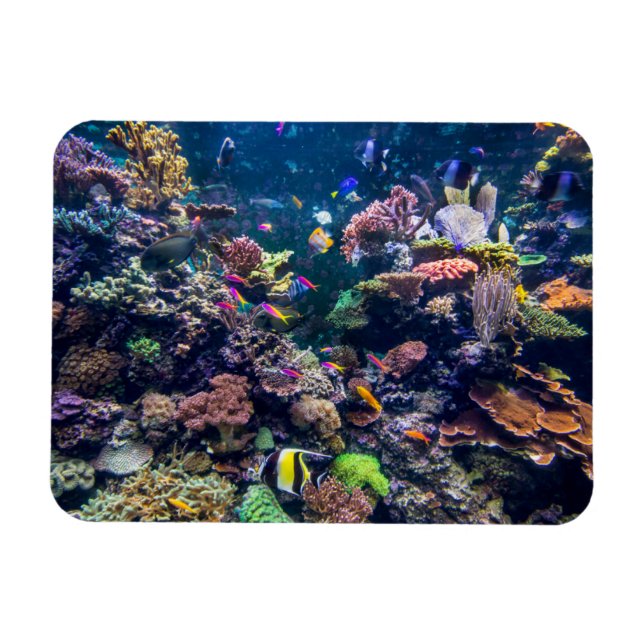 Tropical Beaches | Underwater Coral Reef Magnet (Horizontal)