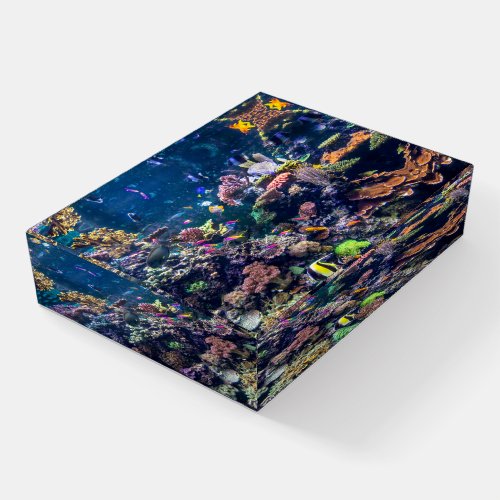 Tropical Beaches  Underwater Coral Reef Paperweight