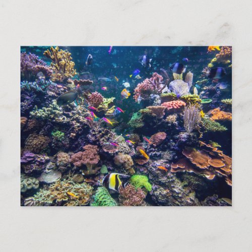 Tropical Beaches  Underwater Coral Reef Postcard