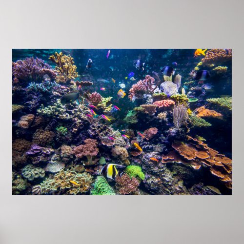Tropical Beaches  Underwater Coral Reef Poster