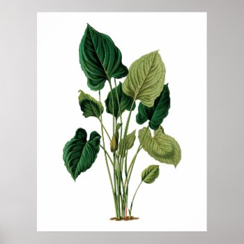 Tropical Big Leaves Botanical Print Philodendron by botanical_prints at Zazzle