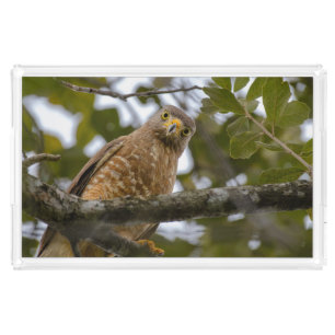 Tropical Bird, Brown Roadside Hawk Acrylic Tray