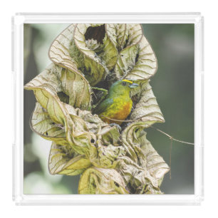 Tropical Bird, Green Olive Euphonia Acrylic Tray