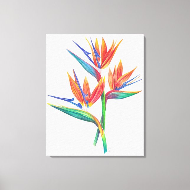 Tropical Bird Of Paradise Drawing Original Art Canvas Print (Front)