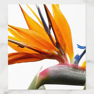 Tropical Bird of Paradise Plant Floral Wedding Envelope Liner