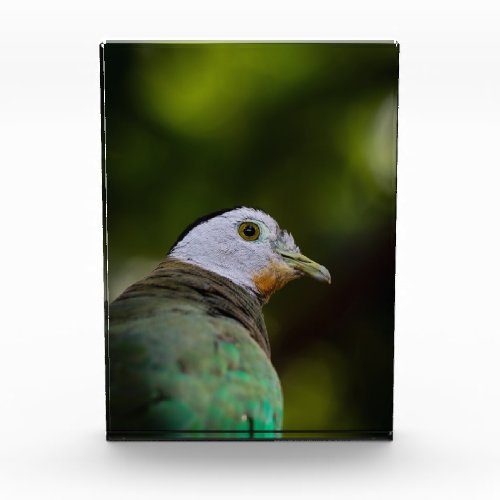 Tropical Bird Photography Portrait _  Fruit Dove Photo Block