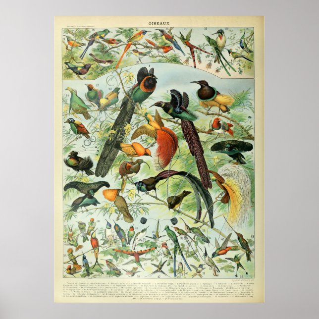 Tropical Birds Antique Print Vintage Chart (Front)