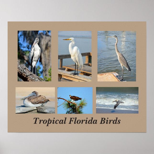 Tropical Birds of Florida Poster (Front)