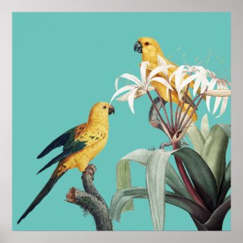 Tropical Birds Parrots Poster by Crosier at Zazzle