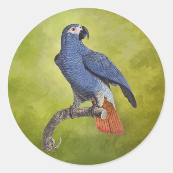 Tropical Birds Vintage Parrot Illustration Classic Round Sticker by encore_arts at Zazzle